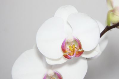 Phalaenopsis Hybride weiß mit bunter Lippe