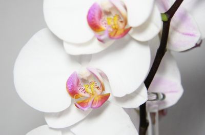 Phalaenopsis Hybride weiß mit bunter Lippe