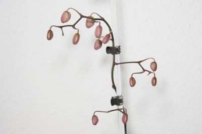 Phalaenopsis schilleriana Knospen