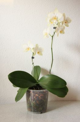 Phalaenopsis Hybride gelb