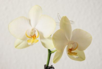 Phalaenopsis Hybride gelb