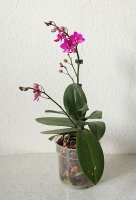 Phalaenopsis Hybride pink