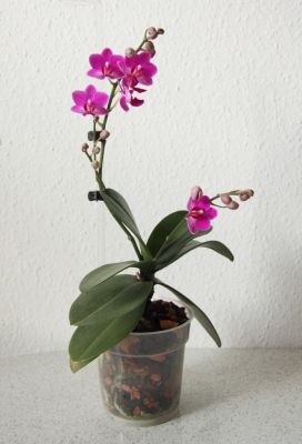 Phalaenopsis Hybride pink