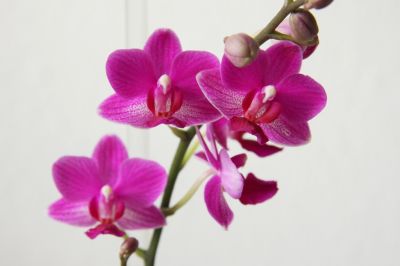 Phalaenopsis Hybride pink