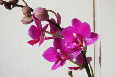 Phalaenopsis Hybride pink