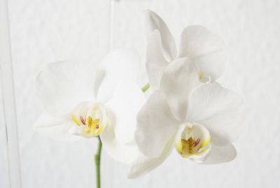 Phalaenopsis Hybride weiß