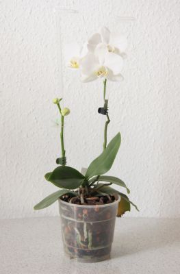 Phalaenopsis Hybride weiß