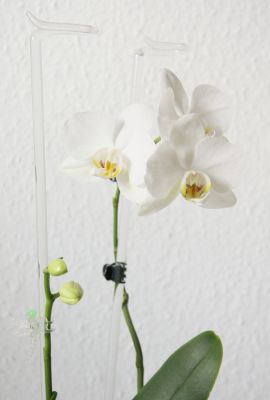 Phalaenopsis Hybride weiß