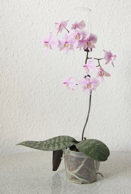 Phalaenopsis schilleriana