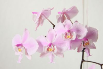 Phalaenopsis schilleriana Blüten