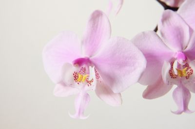 Phalaenopsis schilleriana Blüte