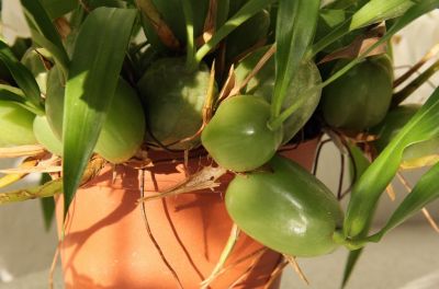 Coelogyne cristata Bulben