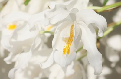 Coelogyne cristata