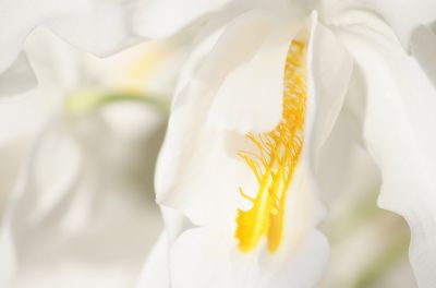 Coelogyne cristata Details