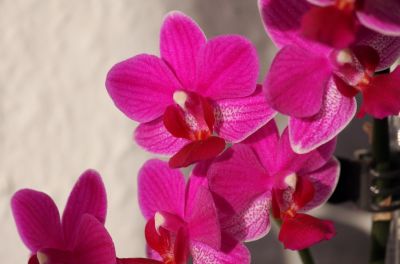 Phalaenopsis Hybride pink