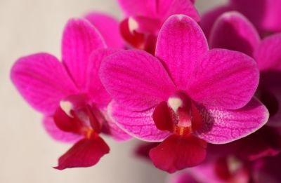 Phalaenopsis Hybride pink