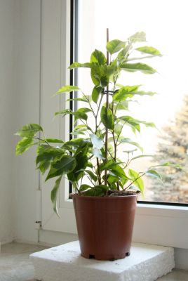 Ficus benjamina