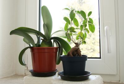 Elefantenohr & Ficus-Bonsai