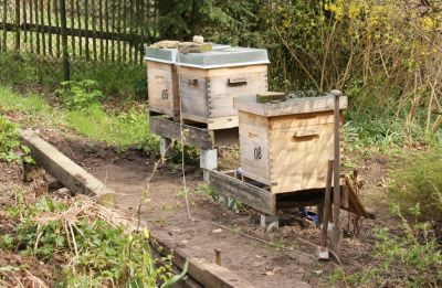 Geplanter Weg zu den Bienenbeuten