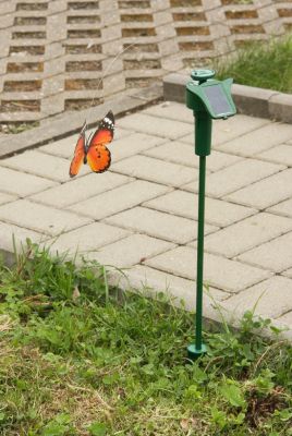Flatternder Schmetterling