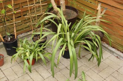 Coelogyne & Cymbidium-Orchidee