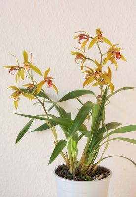 Cymbidium Tiger Moth