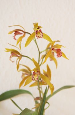 Cymbidium Tiger Moth