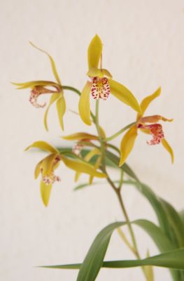 Cymbidium Tiger Moth