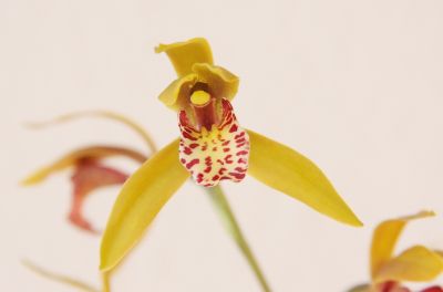 Cymbidium Tiger Moth Blüte