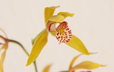 Cymbidium Tiger Moth Blüte