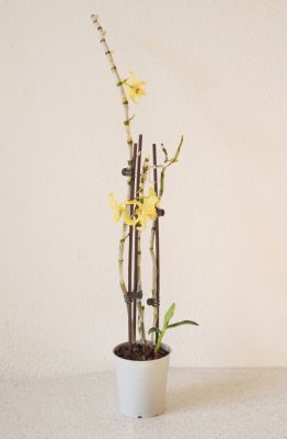 Dendrobium Stardust Hybride