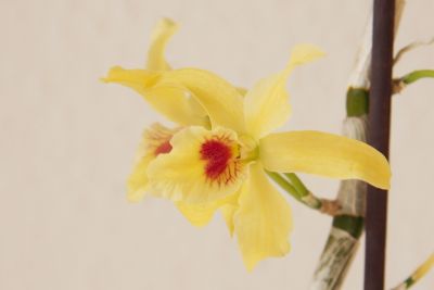 Dendrobium Stardust Hybride Blüte