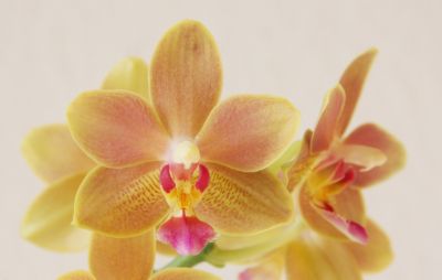 Phalaenopsis Tzu Chiang Balm Blüte