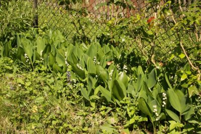 Maiglöckchen (Convallaria majalis)