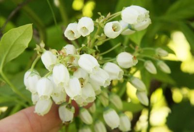 Heidelbeere (Vaccinium corymbosum)
