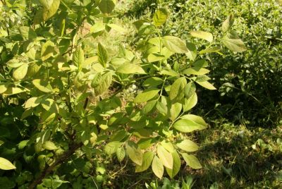 Heidelbeere (Vaccinium corymbosum)