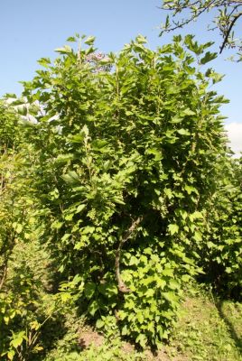 Schwarze Johannisbeere (Ribes nigrum)