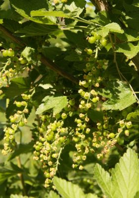 Schwarze Johannisbeere (Ribes nigrum)