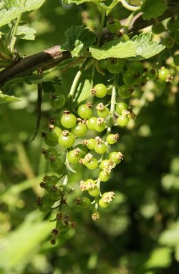 Schwarze Johannisbeere (Ribes nigrum)