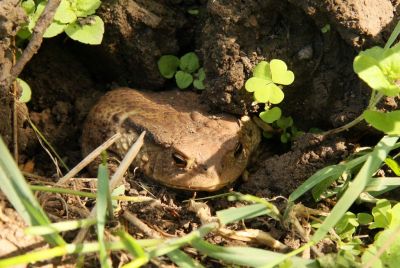 Erdkröte (Bufo bufo)