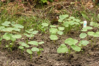 Kapuzinerkresse (Tropaeolum majus)