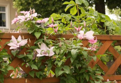 Waldrebe (Clematis)