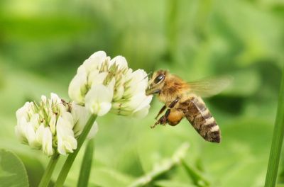 Bienen im Weißklee