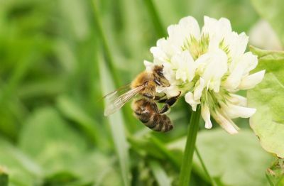 Bienen im Weißklee