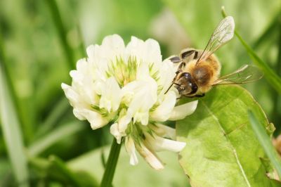Bienen im Weißklee