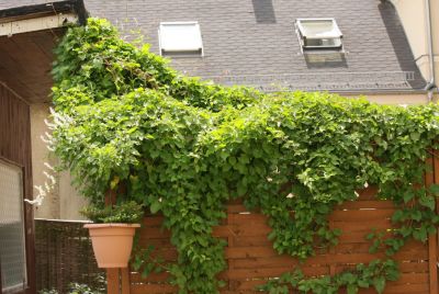 Schlingknöterich (Fallopia baldschuanica)