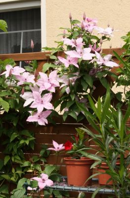 Waldrebe (Clematis)