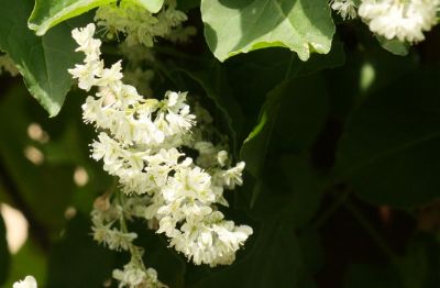 Schlingknöterich (Fallopia baldschuanica)