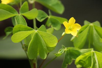 Aufrechter Sauerklee (Oxalis stricta)