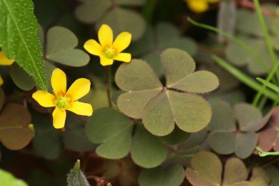 Horn-Sauerklee (Oxalis corniculata)
